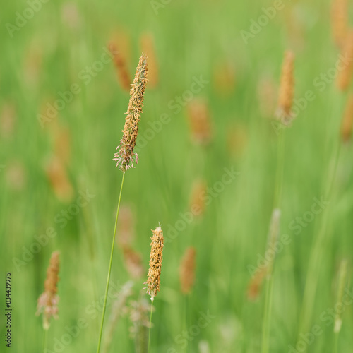 blühende Gräser, Wiesenfuchsschwanz, Alopecurus pratensis, auf einer grünen Wiese im Frühling