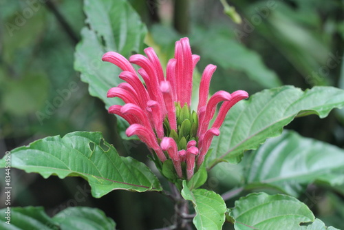 justicia carnea, pink flower in the garden, bloom, blossom, garden