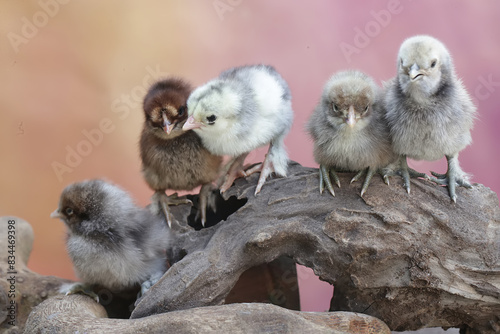 A number of newly hatched chicks are learning to find food in rotting tree trunks. This animal has the scientific name Gallus gallus domesticus.