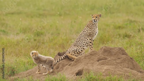 Cheetah family rest in South Africa in Wildlife nature. Mother cheetah and baby lie on ground after hunt. wild free animals in natural habitat. Little cat in African savanna under protection of parent