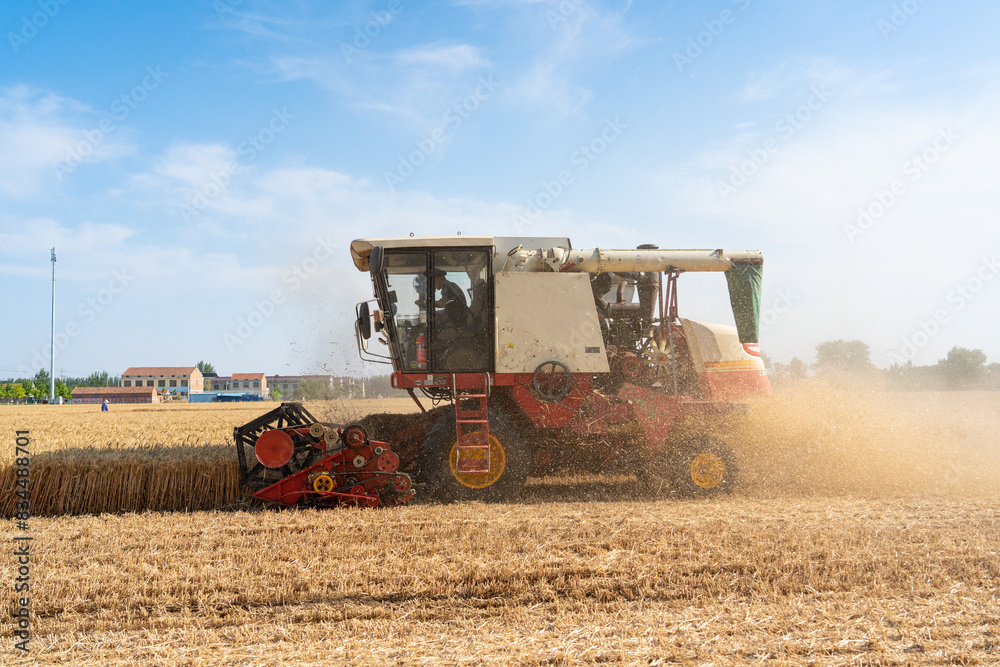 Fototapeta premium Combine harvester harvests wheat in the field. Agriculture background. Harvest season