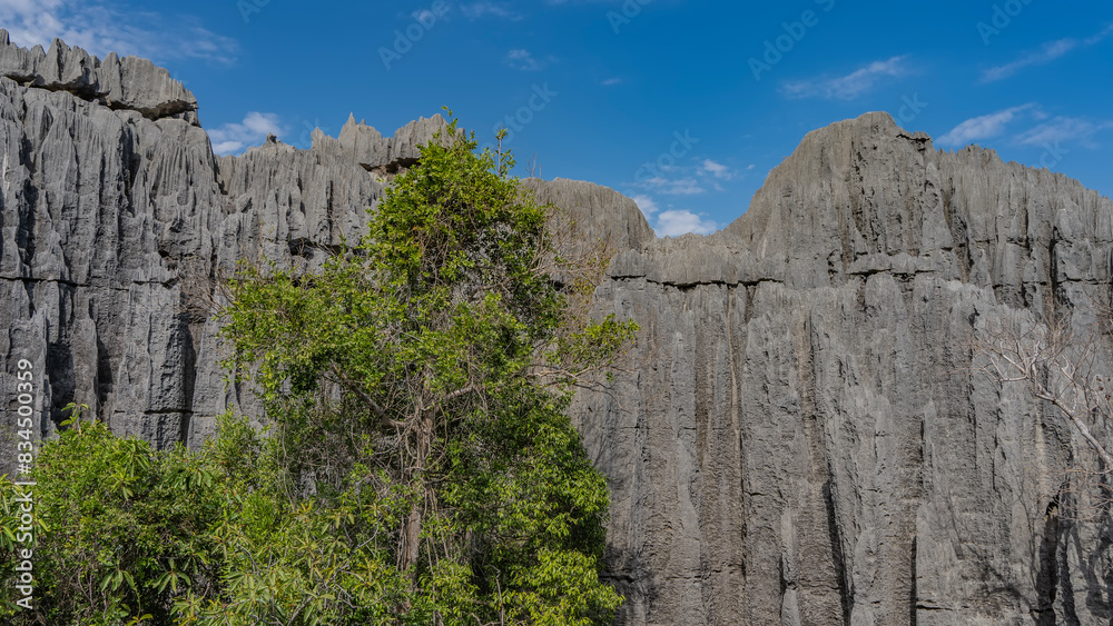 Amazing karst rocks against a background of blue sky and clouds. Steep gray furrowed slopes, sharp peaks. There is a green tree in the foreground. Tsingy De Bemaraha. Madagascar.