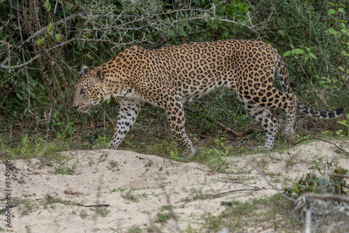 Panthera Paradus Kotiya (Sri Lanka Leopard), posing for the camera. © vaclav
