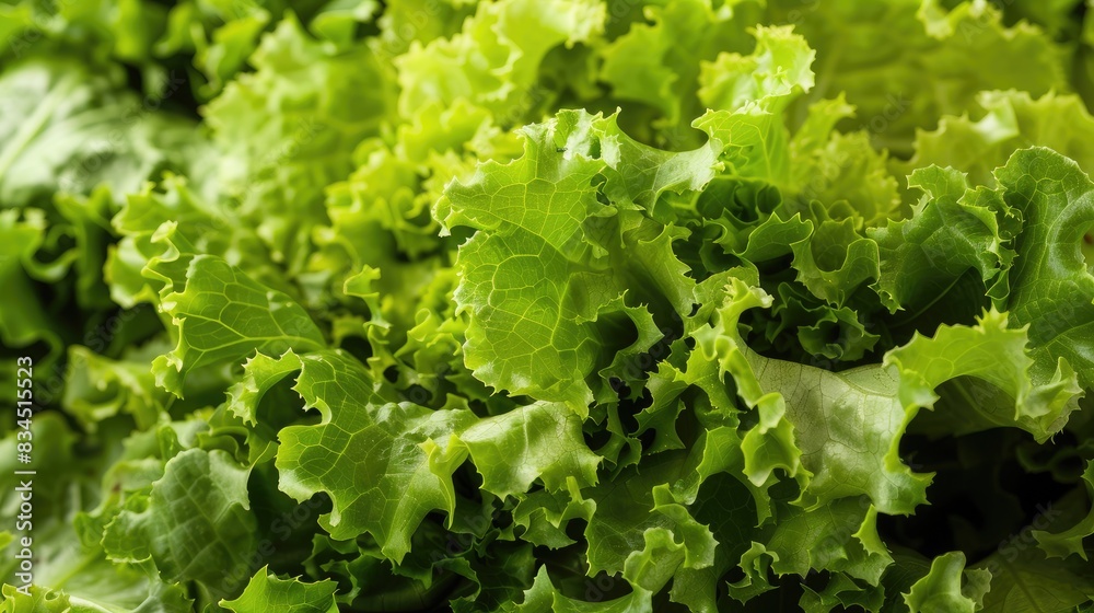 Fresh leaves of green lettuce a crisp vegetable Fresh leaves of green lettuce a crisp vegetable