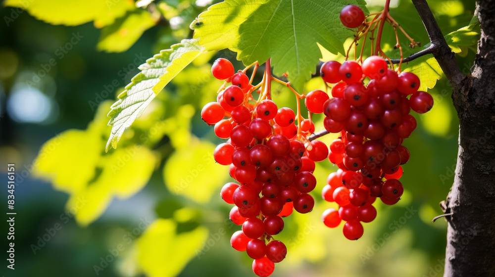 Vibrant image of a bush filled with ripe berries, showcasing natures bounty in high resolution. Vibrant image of a bush filled with ripe berries, showcasing natures bounty in high resolution.