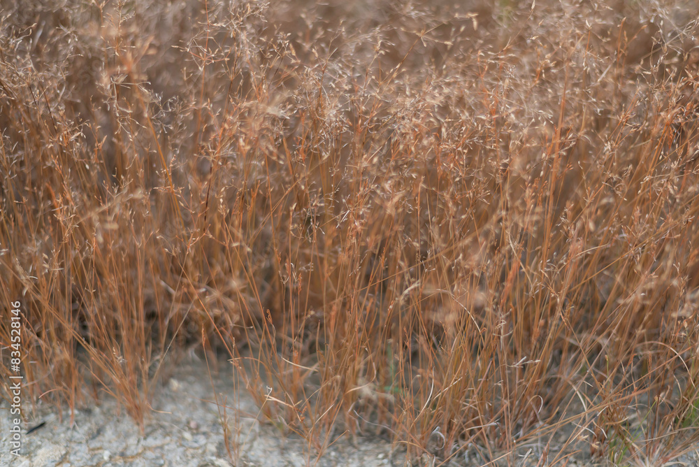 Fototapeta premium Green field and blue sky with light clouds. Summer spring perfect natural landscape.