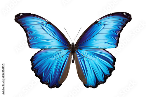 Photography A blue butterfly with a black body and yellow-orange markings on its wings