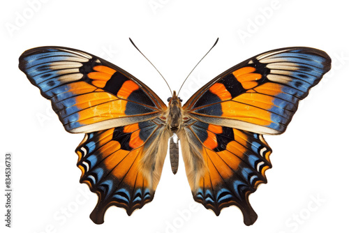 Fotografie A colorful butterfly with blue, orange and black markings isolated on a black background