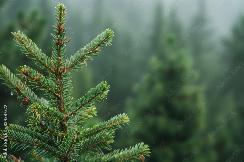 Green forest on misty mountain ridge Green forest on misty mountain ridge