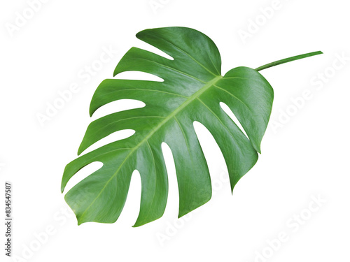 Green Monstera Leaf Isolated on White Background.