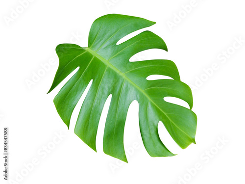 Green Monstera Leaf Isolated on White Background.