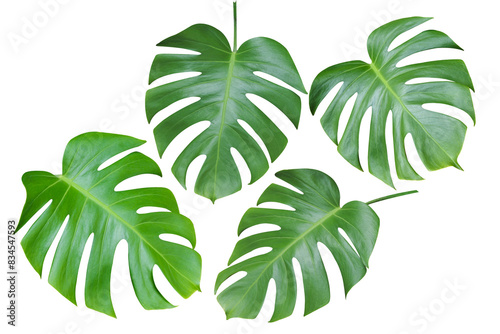 Green Monstera Leaf Isolated on White Background.
