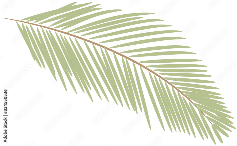 Obraz premium tropical date leaves