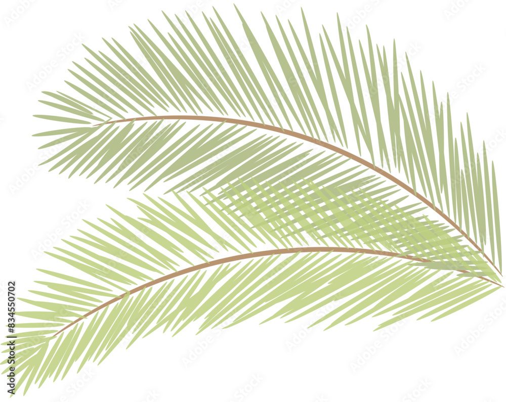 Obraz premium tropical date leaves