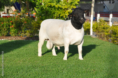 Male dorper ram very awarded in Brazil. The Dorper is a breed developed in South Africa photo