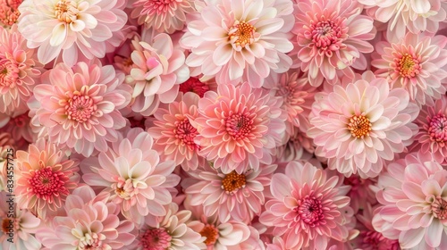 A lively group of pink chrysanthemums displaying detailed petals and delicate colors