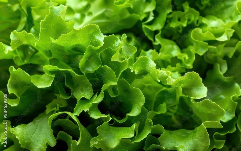 Fresh Green Lettuce Leaves Close-up Fresh Green Lettuce Leaves Close-up