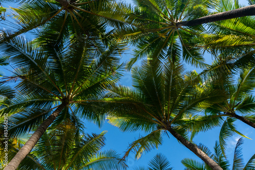 rows of coconut palm trees on blue background