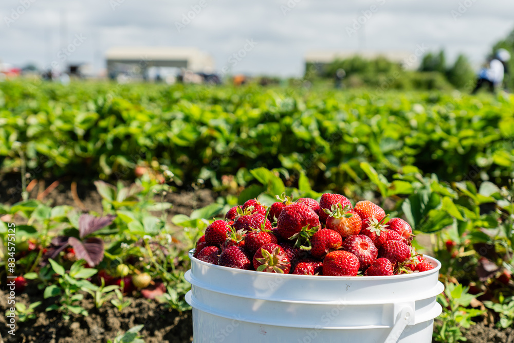 white buckets of fresh picked strawberries in the field between green beds white buckets of fresh picked strawberries in the field between green beds