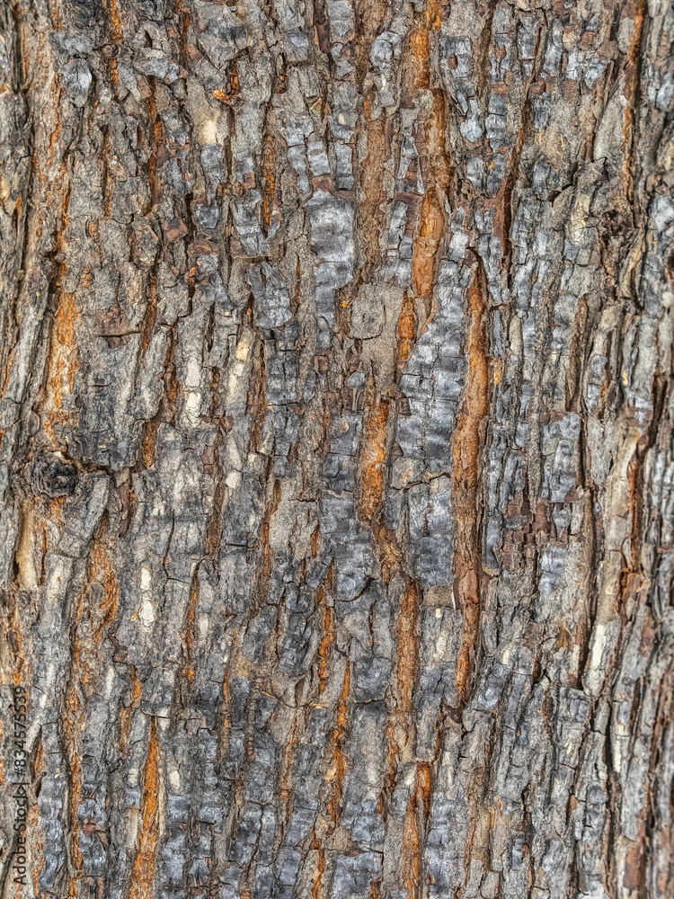 Obraz premium The texture of the bark of an old apple tree