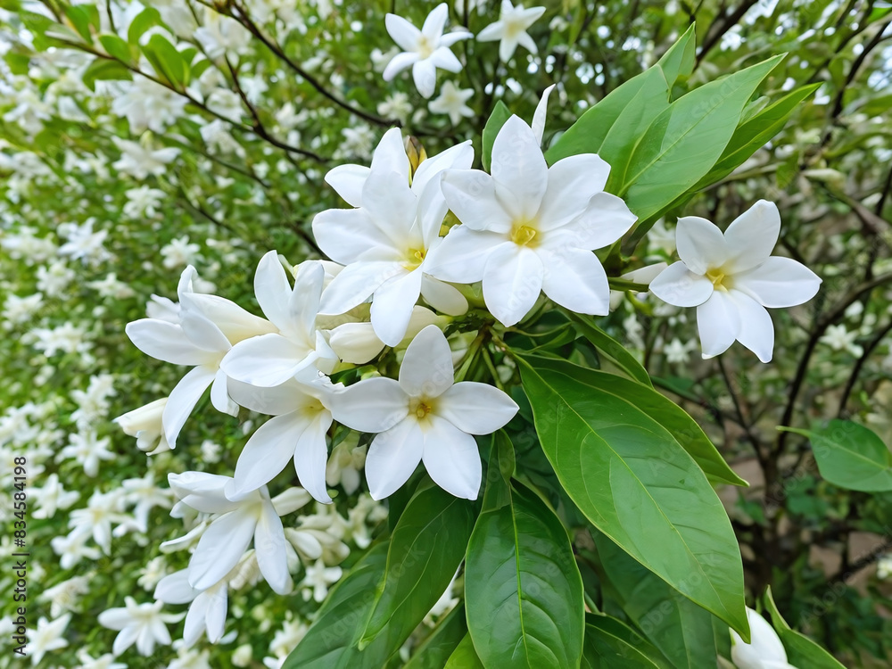 Beautiful tender spring Jasmine in nature outdoor