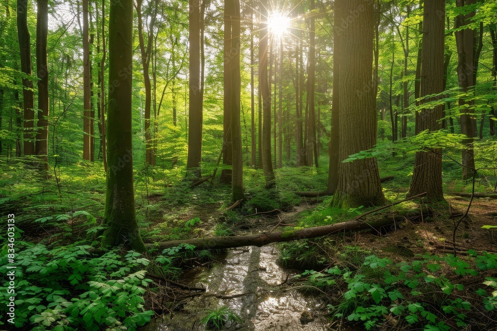 Fototapeta premium A serene forest scene with tall trees, lush greenery, and a small stream running through the middle. The sunlight filters through the leaves, creating dappled patterns on the forest floor.