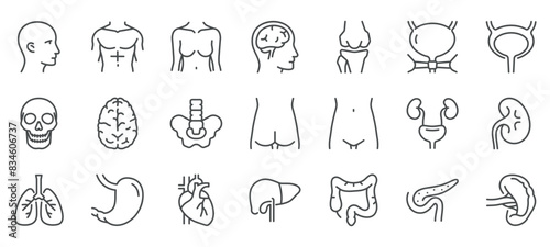 Human Body Parts Icons Set. Illustrations of Head, Torso, Brain, Skull, Spine, Kidneys, Lungs, Heart, Stomach, Liver, Intestines, Pancreas, and Bladder. Linear Vector Pack.