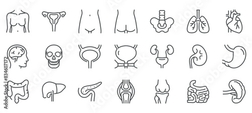 Woman Body Organs and Parts Vector Icons Set. Thin Line Illustrations of Female Anatomy - Brain, Skull, Heart, Lungs, Liver, Stomach, Kidney, Uterus, and Other Organs. Editable Linear Signs Collection
