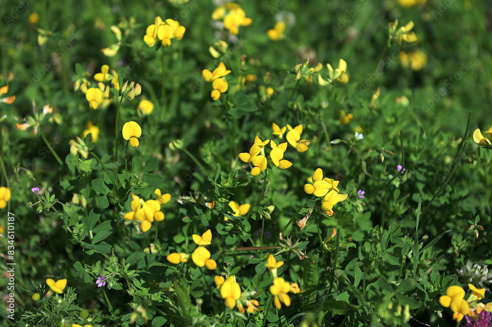 Fototapeta premium Close up of birds foot trefoil (lotus corniculatus) flowers in bloom