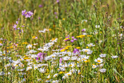Flowering meadow with wildflowers in the summer