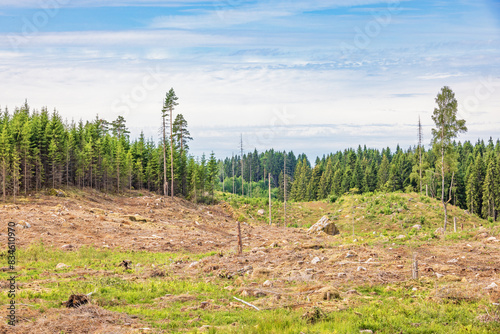 View at a clearcutting in a spruce forest