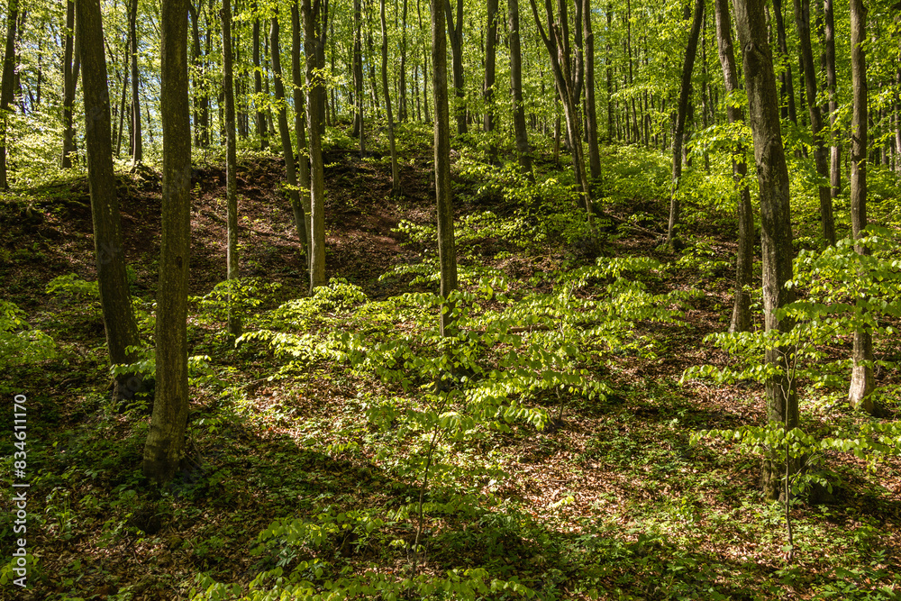 Green forest in the morning. Green forest in the morning.