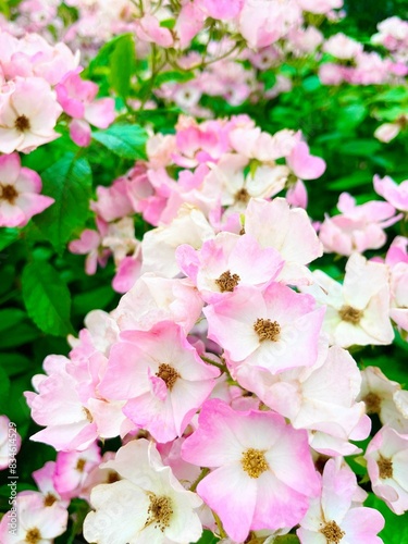 ピンクの小さなバラ © Na-summer