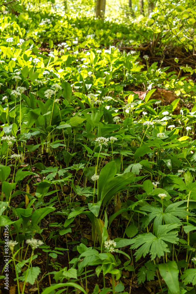 Flowering bear's onion. Flowering bear's onion.