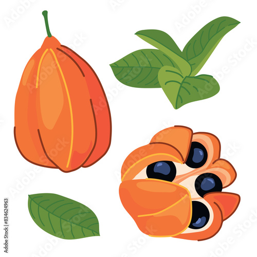 Ackee (Blighia sapida, ackee). Tropical fruits are the national symbol of Jamaica. Vector illustration in flat style.