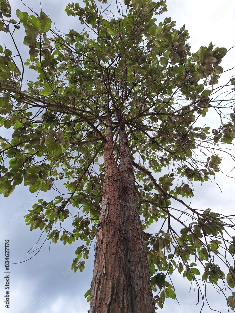 Fototapeta premium tree in the forest