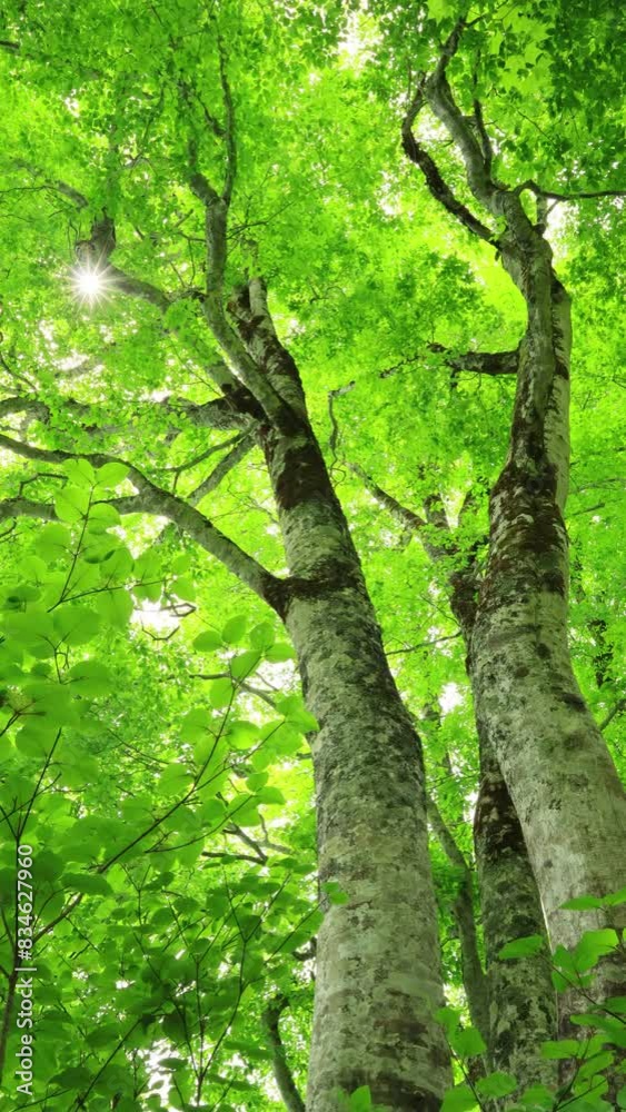 vertical video of Green forest. Tree with green Leaves and sun light. vertical video of Green forest. Tree with green Leaves and sun light.