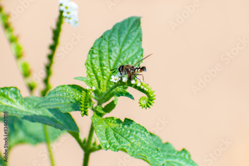 beetle on a leaf photo