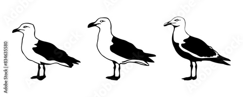 Set of black seagull silhouettes on white background.