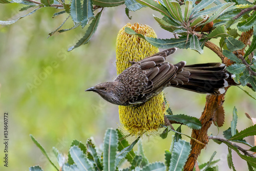 Little Wattlebird on a Callistemon Flower photo