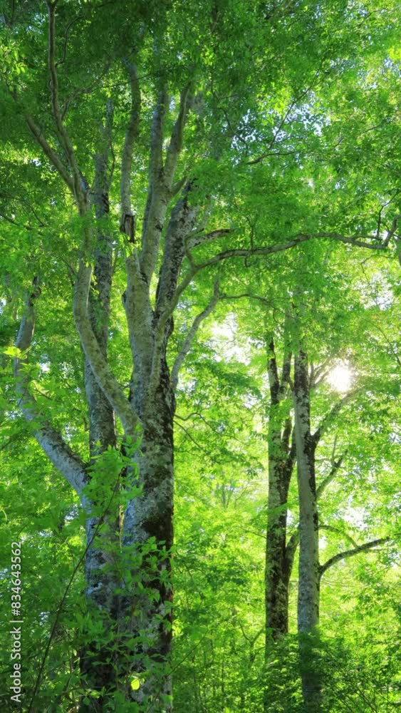 vertical video of Green forest. Tree with green Leaves and sun light. vertical video of Green forest. Tree with green Leaves and sun light.