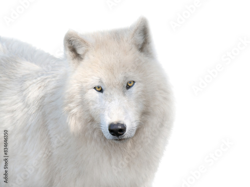 Portrait arctic wolf and wolf on white background