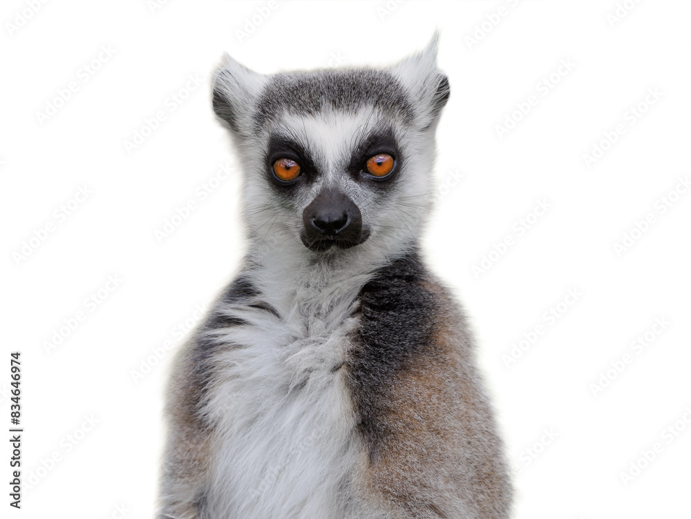 lemur isolated on white background lemur isolated on white background