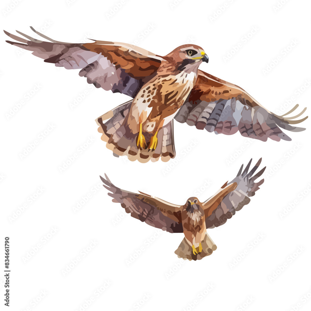 Watercolor Illustration of a Eagle, isolated on a white background ...