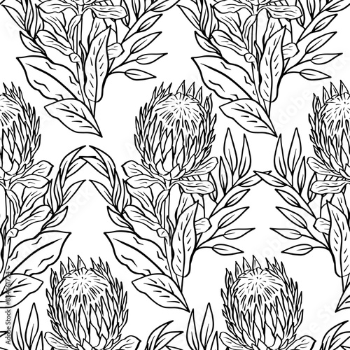 Black and white seamless pattern with line art protea flowers. Monochrome tropical floral background. (ID: 834661724)