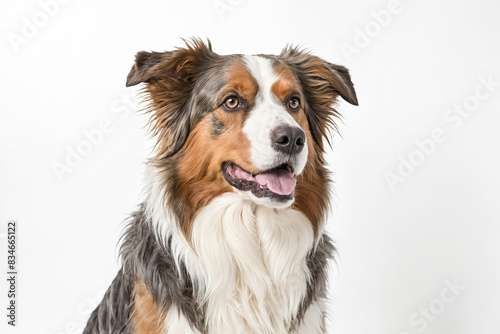 Portrait of a Tricolor Australian Shepherd with a White Background