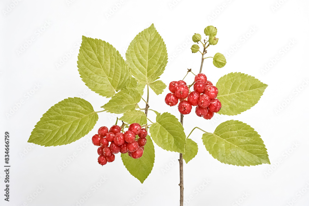 Red Berries and Green Leaves on a White Background Red Berries and Green Leaves on a White Background