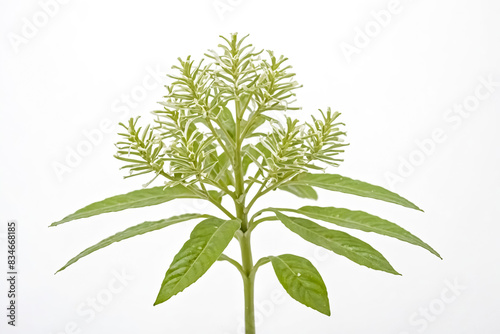 Green plant with white flowers on a white background