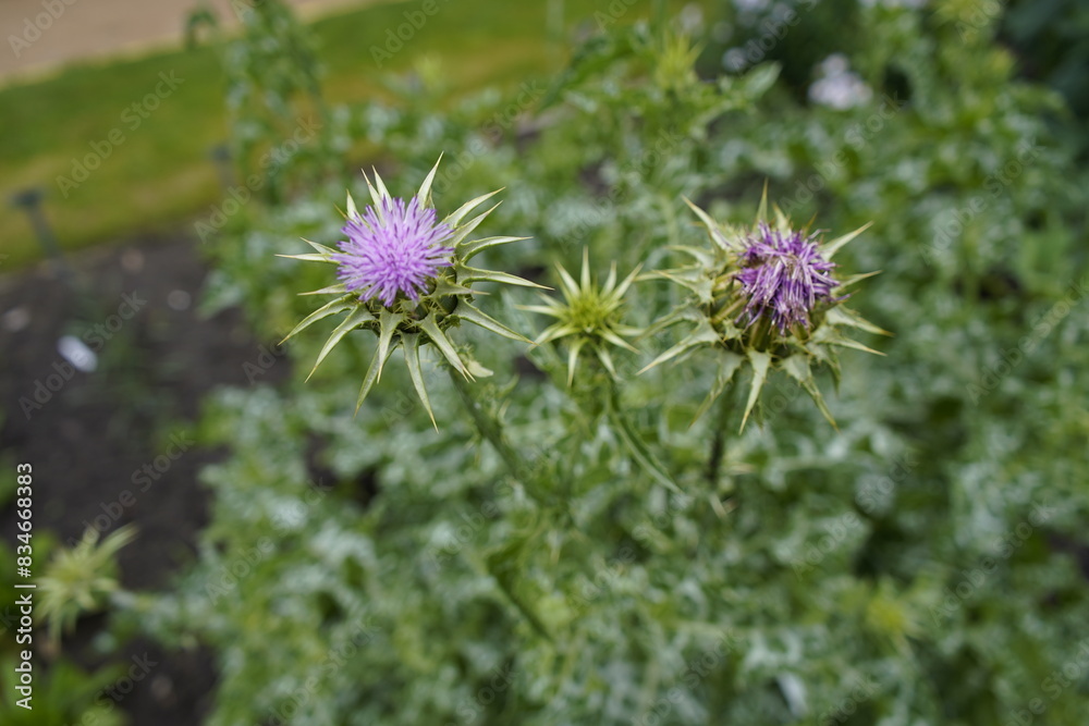 Silybum marianum is a species of thistle. It has various common names including milk thistle, blessed milkthistle. Botanical Garden. Brunswick, Germany. Silybum marianum is a species of thistle. It has various common names including milk thistle, blessed milkthistle. Botanical Garden. Brunswick, Germany.