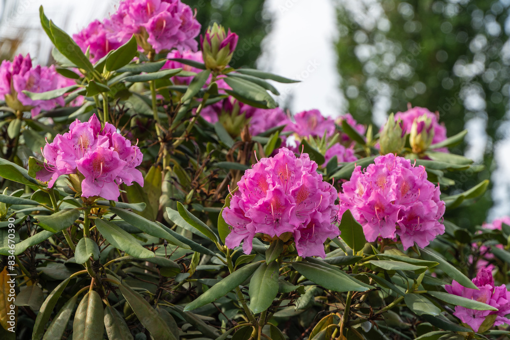 Luxurious bright red inflorescences grow on large bushes of Azalea japonica rhododendron. Tall bushes of flowering rhododendron are located in Krasnodar or Galitsky Public Landscape City Park. 2024 Luxurious bright red inflorescences grow on large bushes of Azalea japonica rhododendron. Tall bushes of flowering rhododendron are located in Krasnodar or Galitsky Public Landscape City Park. 2024